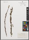 Foto von Salix sitchensis Sanson ex Bong.